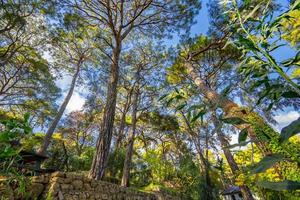 peaceful natural environment in the forest photo