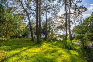 peaceful natural environment in the forest photo