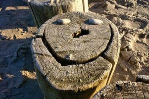 solo espigón en la playa. rostro cubierto de conchas. forma ondulada de la madera foto