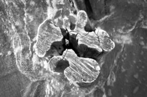 single groyne on the beach. squiggly shape of the wood. Sand and sea around the trunk photo