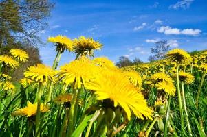 Dandelion or also called Dandelion, in yellow color. Yellow flower on a green meadow. photo