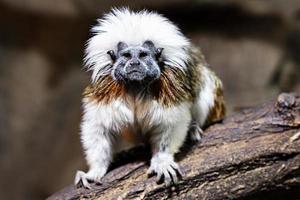 Cotton-top tamarin monkey. Mammal and mammals. Land world and fauna. Wildlife and zoology. photo