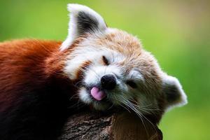 Red panda. Mammal and mammals. Land world and fauna. Wildlife and zoology. photo