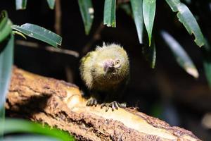 Western pygmy marmoset monkey. Mammal and mammals. Land world and fauna. Wildlife and zoology photo