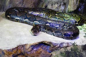 Reticulated python snake. Reptile and reptiles. Amphibian and Amphibians. Tropical fauna. Wildlife and zoology. photo