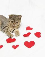 Valentines Day cat. Beautiful small scottish straight kitten lie on white blanket with red hearts . photo