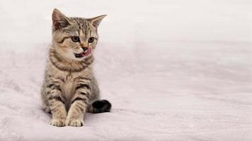 Beautiful scottish straight kitten looking up on grey background photo