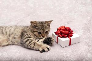 hermoso gatito recto escocés y caja de regalo blanca con lazo rojo sobre fondo gris foto