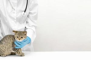 hermoso pequeño gatito recto escocés con médico veterinario. clínica veterinaria. banner con espacio de copia foto