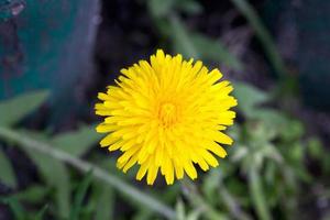 Dandelion blooming in early spring macro photography photo