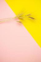 Spikelets of wheat on a pink-yellow background, place for an inscription. photo