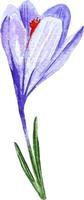 flor de azafrán púrpura acuarela aislado en blanco clipart vector