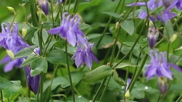 abejorro en una flor de aquilegia púrpura, cámara lenta video