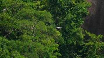 águia-de-barriga-branca haliaeetus leucogaster voando sobre a costa da ilha de koh miang, parque nacional das ilhas similan, câmera lenta video