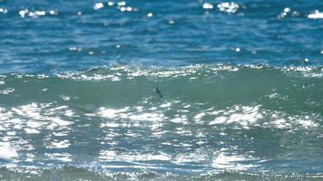 raz de marée dans l'océan près de la plage de nai harn video
