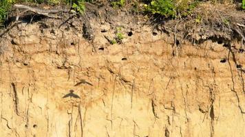 Swift nests in the hillside, Sand Martin Riparia riparia video