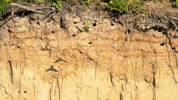 Swift nests in the hillside, Sand Martin Riparia riparia video