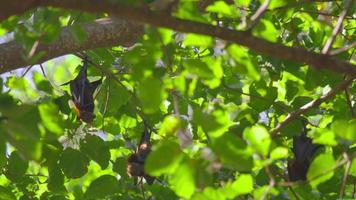 Three Lyle's flying fox Pteropus lylei hangs on a tree branch, slow motion video