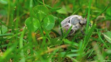 kan bugga skalbagge cockchafer, melolontha vulgaris i gräs, närbild video