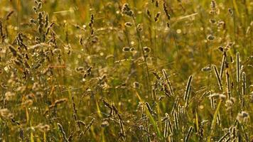 Gras mit Tau und Spinne auf einem Netz mit Hintergrundbeleuchtung am frühen Morgen video