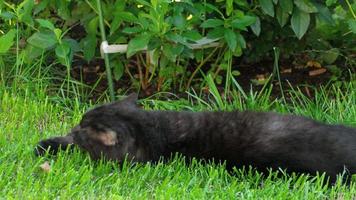 Schots vouwen zwart kat leugens in de groen gras in de buurt huisje video