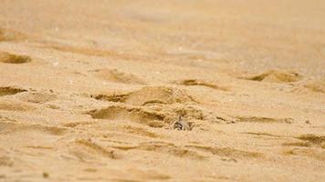 un crabe fantôme creusant du sable pour faire un trou sur la plage video