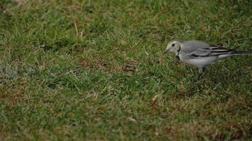 Wagtail bird Motacilla alba feeding on grass field video