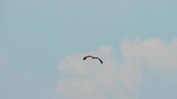 der brahmanenmilan, auch bekannt als rotrückenseeadler, über dem nai yang beach in phuket video