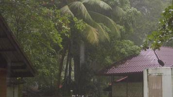 bungalow en la selva tropical en una isla de koh miang, durante un aguacero tropical, islas similares video