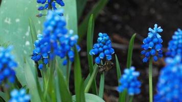 stänga upp av ett honung bi flygande runt om muscari blommor bi samlar nektar pollen på vår solig dag långsam rörelse. vår begrepp. video