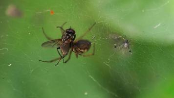 araignée dévorant une mouche au centre de sa toile video