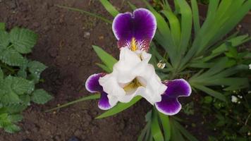 flor de iris púrpura, vista superior, primer plano. flores violetas en el verano. botánica, cultivo de plantas, floricultura y jardinería video