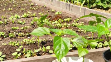 Seedlings of vegetable crops in the ground. Eco friendly product concept video