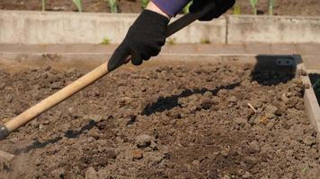 Farmer working in garden, loosening soil with rake for planting. Landscaping, farming, gardening concept video