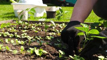 Bauernhände pflanzen Pfeffersämlinge im Gemüsegarten an. ökologischer landbau und frühlingsgartenkonzept