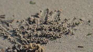 un petit crabe sur la plage fait des boules de sable. boules de sable sur la côte de l'île de phuket video