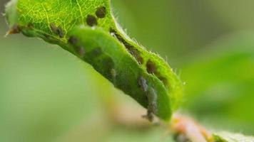 Close up of ants and aphids on a green branch in the garden video