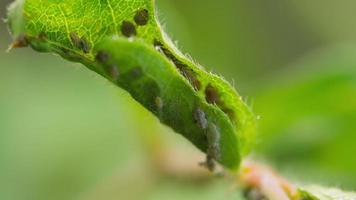 Close up of ants and aphids on a green branch in the garden video