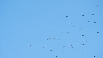 muchos pájaros volando en el cielo. silueta de garzas de aves silvestres en el cielo video