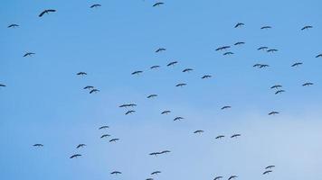 kudde van vogelstand vliegend Bij tegen de blauw lucht. silhouet van wild vogel reigers in de lucht video