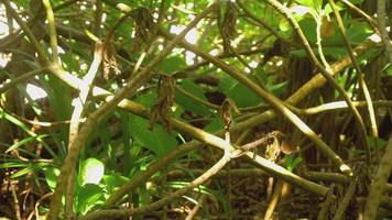 gros papillons se nourrissent et volent dans la jungle, ralenti video