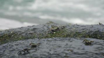 caranguejos na rocha na praia, ondas rolando, close-up video