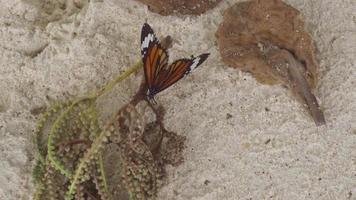 papillon monarque danaus plexippus se nourrissant en gros plan, ralenti video