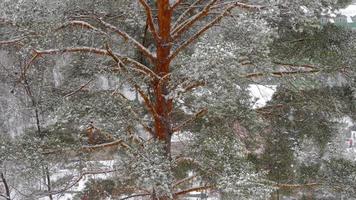 Snow covered pine tree at snow shower video