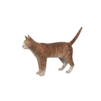 Katzentier auf transparent png