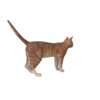 cat animal on transparent png