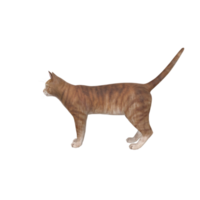 cat animal on transparent png