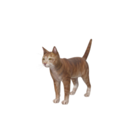 gato animal en transparente png
