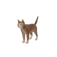 Katzentier auf transparent png