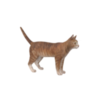 chat animal sur transparent png